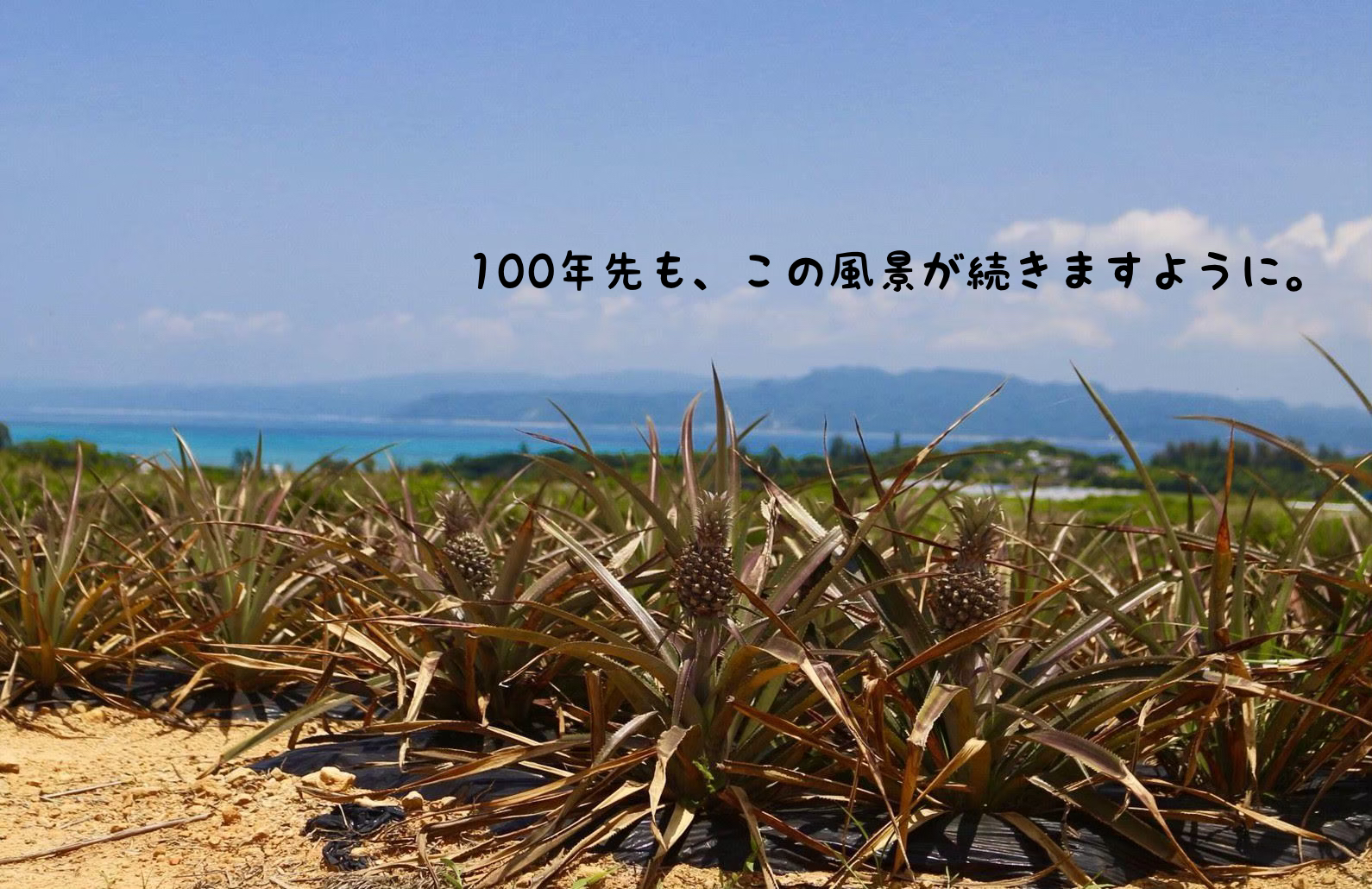 100年先も、この風景が続きますように。沖縄パインの魅力発信プロジェクト開始。 | 大浦湾 海辺の直売所「わんさか大浦パーク」
